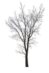 Tree with no leaves with bare branches isolated on white background. Elm in spring or autumn.
