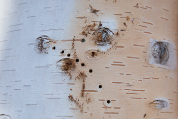 Traces of wood pests on a tree trunk. Damaged tree bark.
