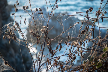Herbe sèche avec toile d'araignée et la mer en fond