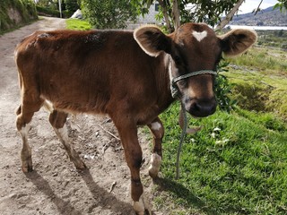 Omar
