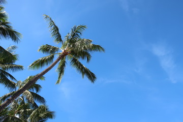 Obraz na płótnie Canvas ハワイ　空とヤシの木