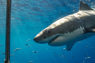 Naklejka premium Great White Shark in Mexico