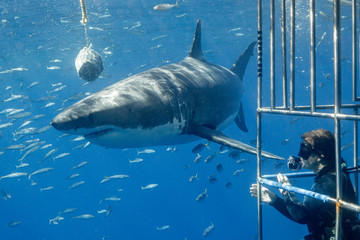 Great White Shark in Mexico