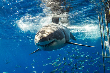 Great White Shark in Mexico