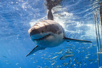 Great White Shark in Mexico