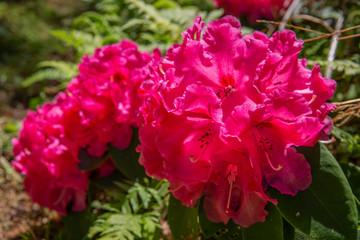 満開のシャクナゲ