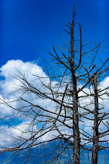 青空背景の枯れ木