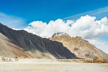 Fototapeta premium Dessert sand dune with daylight and cloudy blue sky, Nubra Valley in Leh Ladakh, Northern India
