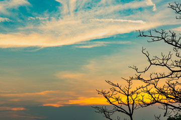 Silhouette dead tree on beautiful sunrise on golden sky. Background for peaceful and tranquil concept. Light for hope and spiritual. Awakening and inspiration concept. Soul and respect concept.
