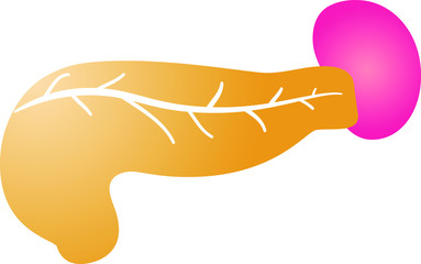 Illustration of a cute pancreas and spleen