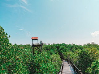 the nature trail of mangrove forest with good weather Pranburi in Prachuap Khiri Khan province at Thailand