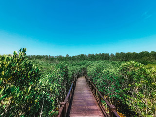 Fototapeta na wymiar the nature trail of mangrove forest with good weather Pranburi in Prachuap Khiri Khan province at Thailand