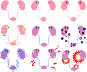 Illustration of cute kidney and bladder set