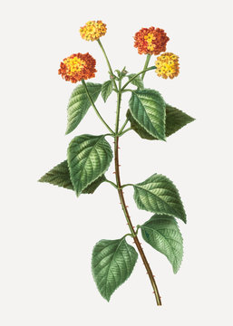 Tickberry plant