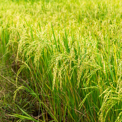 Rice field in local area of Thailand sunny day