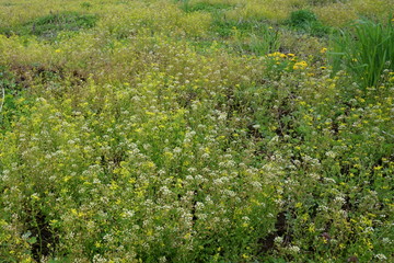 Fototapeta na wymiar ナズナとイヌナズナの花が咲く草原