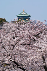 Fototapeta premium Scenery of cherry blossoms in full bloom around Osaka Castle.