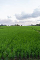 Fototapeta na wymiar Lush green rice paddie in Ubud, Bali