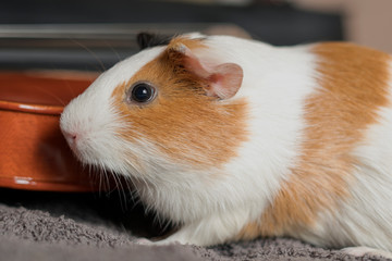 The guinea pig or domestic guinea pig, also known as cavy or domestic cavy, is a species of rodent belonging to the family Caviidae and the genus Cavia.