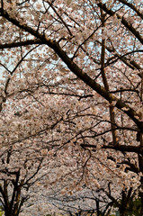 Scenery around Osaka Castle in Osaka,Japan.　 Scientific name is Cerasus ×yedoensis (Matsum.) Masam. & Suzuki ‘Somei-yoshino. 