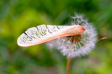 closeup view of maple seed and dandelion seed on green color bokeh background, Maple seed on dandelion seed, sping and autumn image