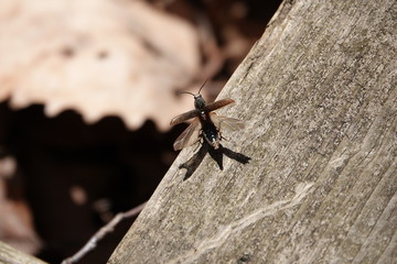 insect ready to fly