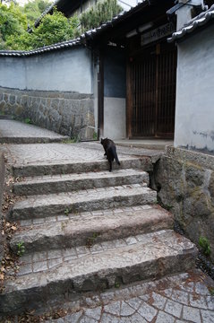 尾道の坂を上る1匹の黒猫