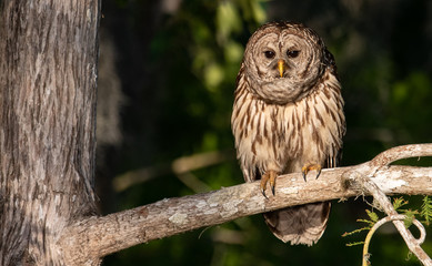 Barred Owl In Florida 