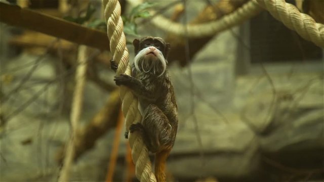 Emperor Tamarin Hanging on the Rope and Looking Around. Monkey in a Zoo. Wildlife Concept