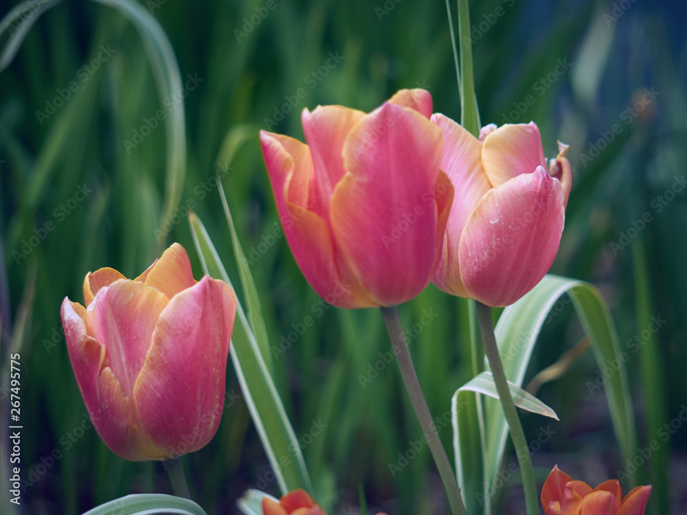 Wall mural Groupe de tulipes .