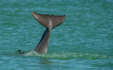 Dolphin Tail