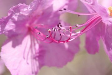 closeup of pink azalea stamen