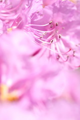 closeup of pink azalea stamen