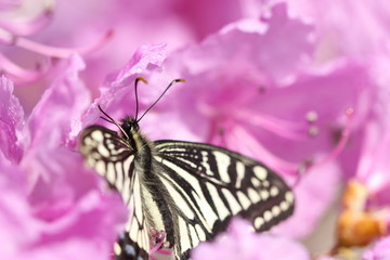 butterfly on flower