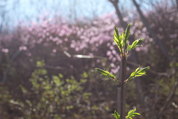 spring green leaves