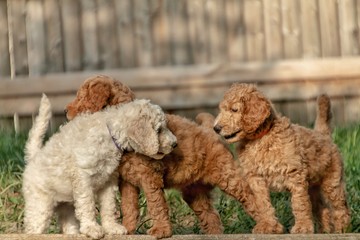 Golden Doodle Puppies 