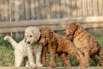 Golden Doodle Puppies 