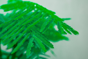 Leaves and branch of chaom are isolated on a white background. Green plants have a special smell. Used to make Thai food.soft focus.