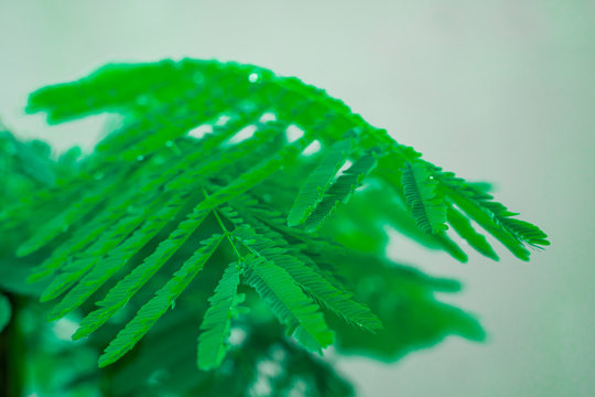 Leaves and branch of chaom are isolated on a white background. Green plants have a special smell. Used to make Thai food.soft focus.