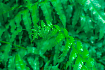 Green leaf pattern background,Natural background and wallpaper,water drop on black background,soft focus.