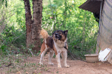Thai dog Bangkaew