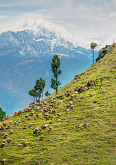 Sheep and mules are grazing in spring on slope mountain, Gilgit Baltistan, Pakistan. 