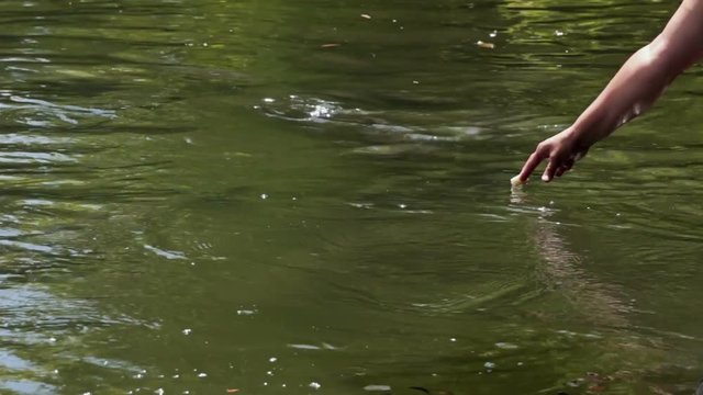 Carp Fish Swimming At Freshwater Lake In Nature While Being Fed