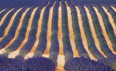 Rows of lavender plantation in Provence, France.