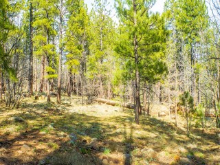 A Tree Falls In the Forrest