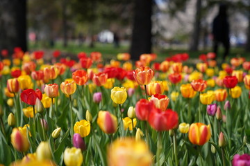 Fototapeta premium tulips