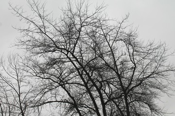 Bare tree branches in silhouette against gray winter sky