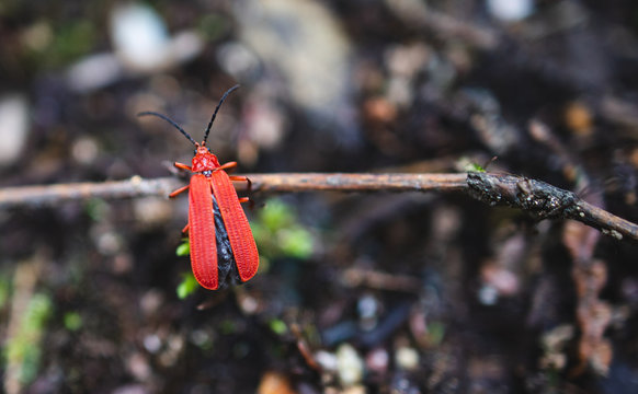 Net-winged beetle hanging onto twig
