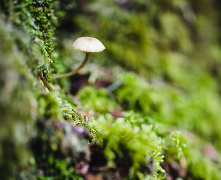 Haymaker's Mushroom, Panaeolina foenisecii