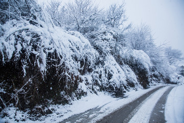 Frozen tree branch and roads. Winter landscape with trees covered by snow, Himachal Prdesh - Image